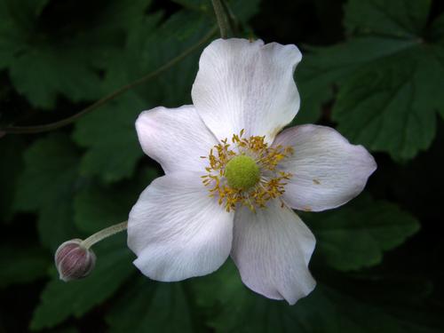 Chinese Anemone