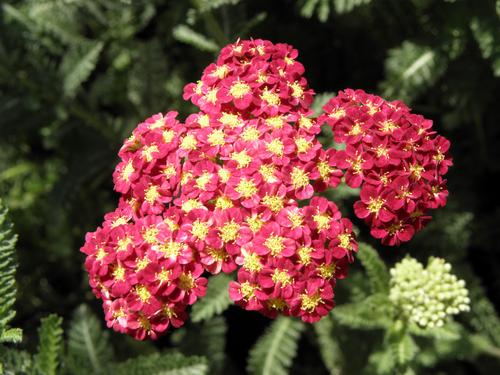 Yarrow