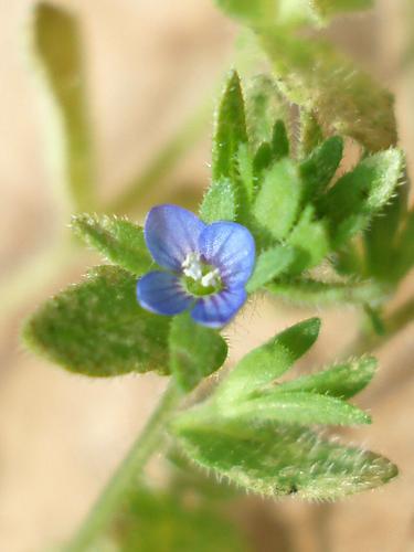 Corn Speedwell