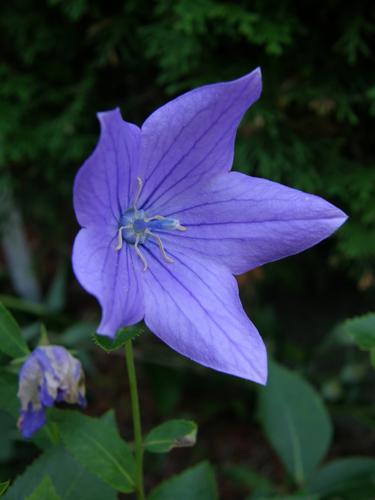 Balloon Flower