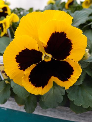 Pansy Yellow Blotch