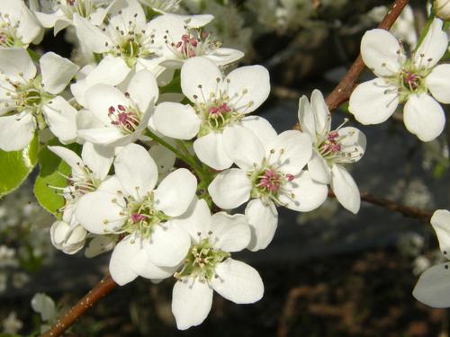 Bradford Pear