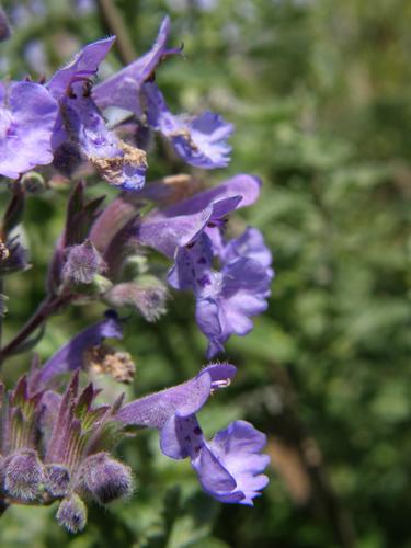 Faassens Catmint