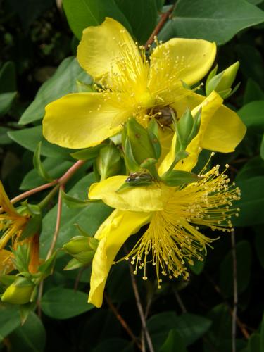 Large-flowered St Johns Wort