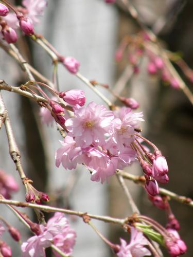 Flowering Cherry