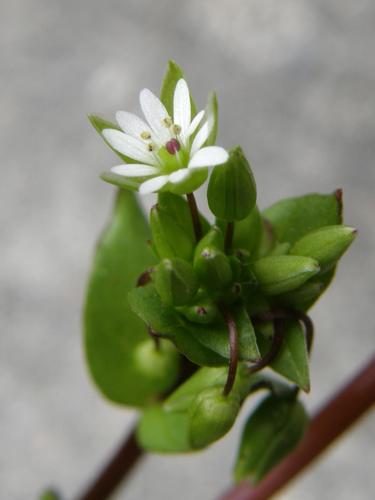 Chickweed