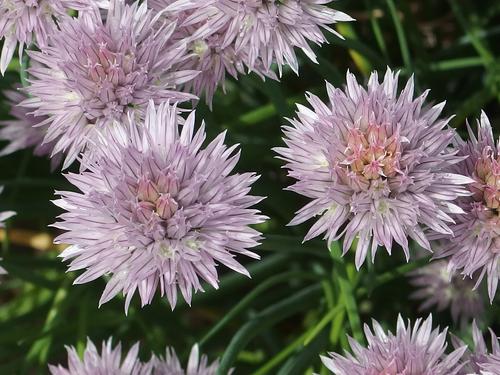 Chives