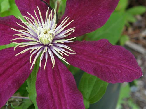 Garden Clematis