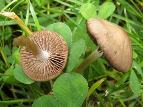 Conocybe tenera