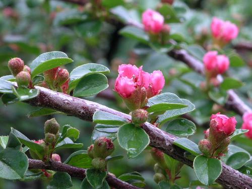 Rockspray Cotoneaster