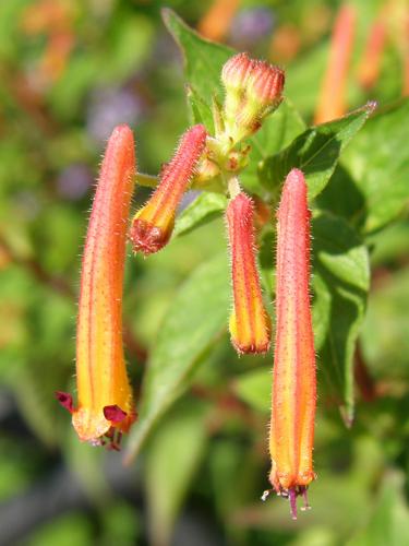 Mexican Heather