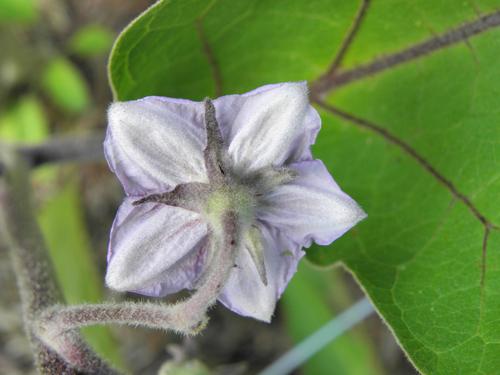 Eggplant