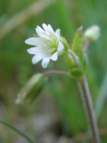 Field Chickweed