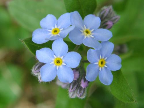 Wood Forget-me-not