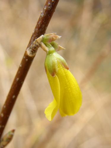 Forsythia