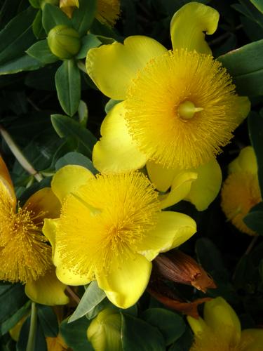Golden St Johns Wort