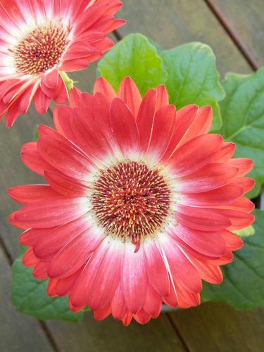 Gerbera Daisy