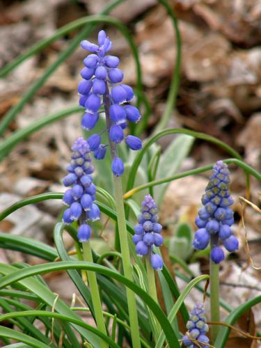 Grape Hyacinth