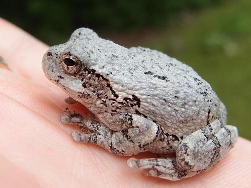 Gray Tree Frog