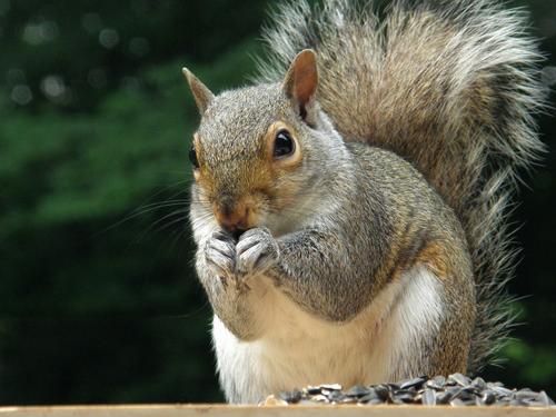 Gray Squirrel (Sciurus carolinensis)
