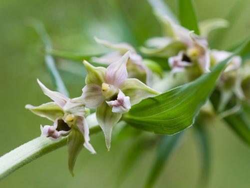 Helleborine
