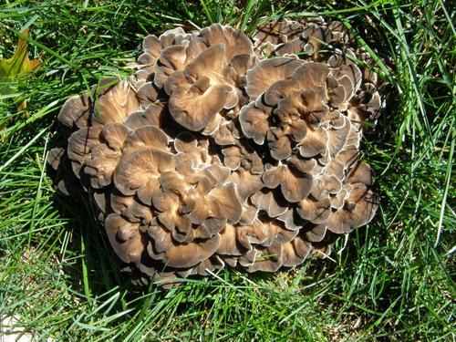 Hen of the Woods (Grifola frondosa)