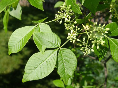 Common Hoptree