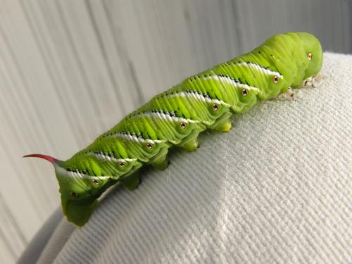 Tobacco Hornworm