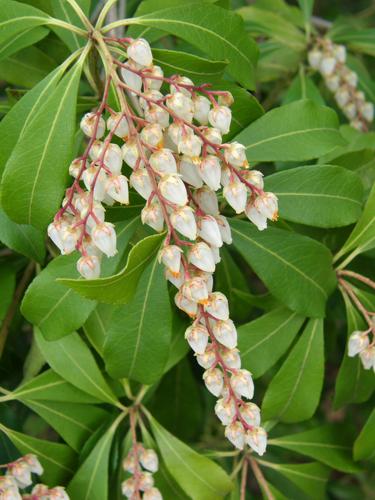 Japanese Andromeda