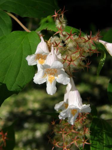 Beauty Bush