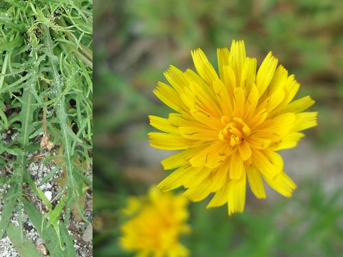 Fall Dandelion (Leontodon autumnalis)