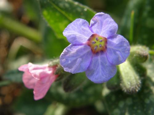 Common Lungwort