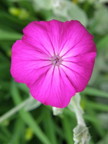 Rose Campion