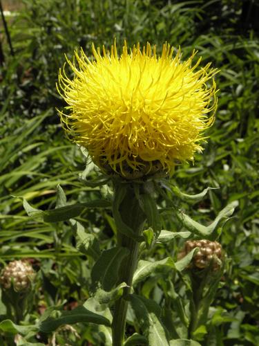 Giant Knapweed