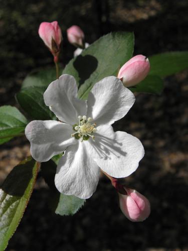 Chinese Crabapple