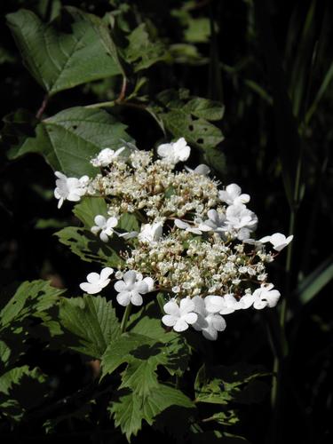 Highbush Cranberry