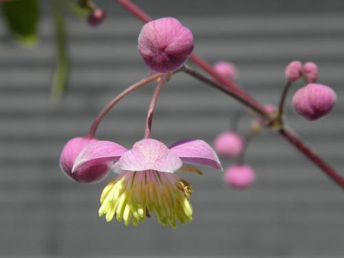 Giant Meadow Rue (Thalictrum rochebrunianum)