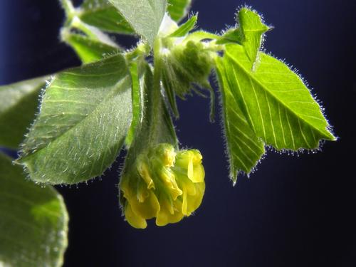 Black Medick