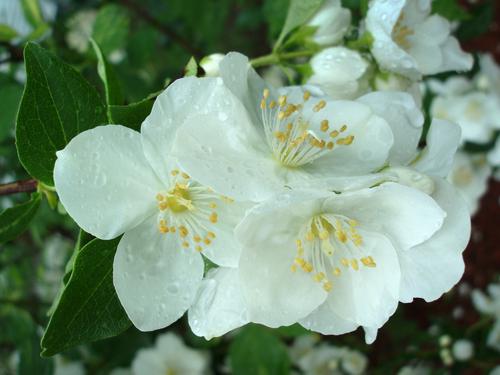 Mock Orange