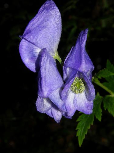 Southern Blue Monkshood