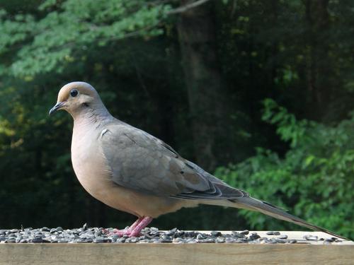 Mourning Dove (Zenaida macroura)