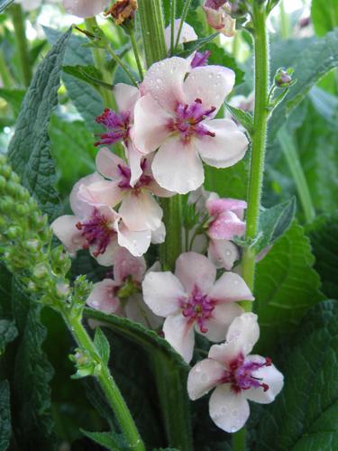 Nettle-leaved Mullein