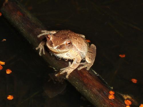 Spring Peeper in a vernal pool