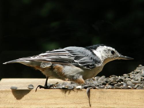 White-breasted Nuthatch