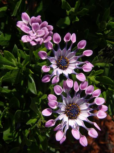 Whirled Osteospermum