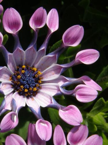Whirled Osteospermum (Osteospermum 'Pink Whirls')