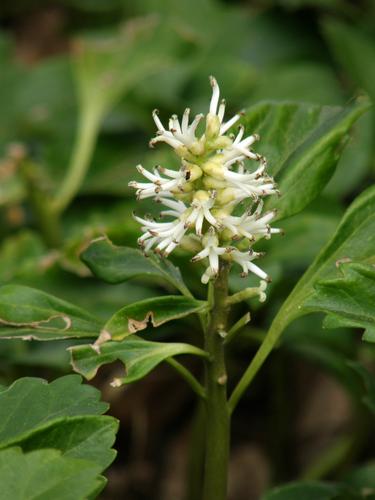 Japanese Pachysandra