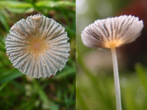 Japanese Parasol (Coprinus plicatilis)