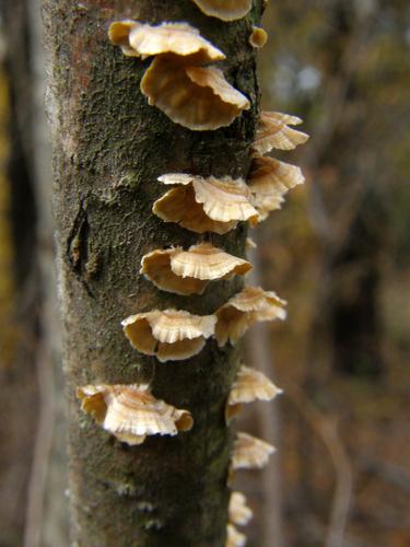 Crowded Parchment (Stereum complicatum)