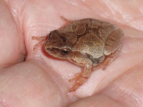 Spring Peeper